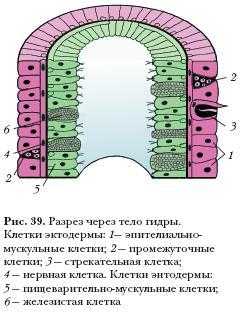 Кракен zerkalo pw